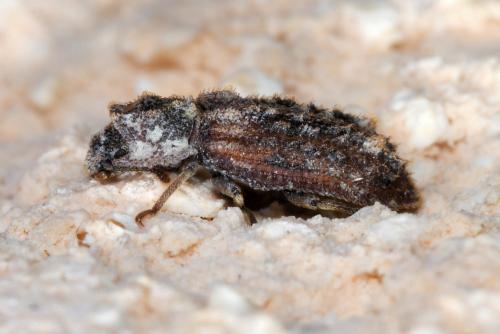 Endophloeus markovichianus
